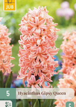 X   5 HYACINTHUS GIPSY QUEEN 15/16