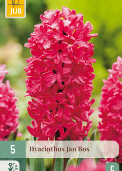 X   5 HYACINTHUS JAN BOS 15/16