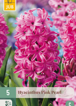 X   5 HYACINTHUS PINK PEARL 15/16