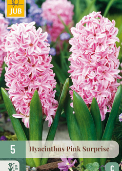 X   5 HYACINTHUS PINK SURPRISE 15/16
