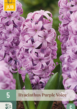 X   5 HYACINTHUS PURPLE VOICE 15/16