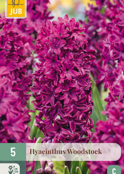 X   5 HYACINTHUS WOODSTOCK 15/16