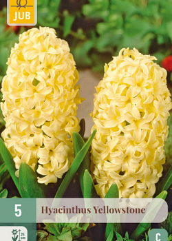 X   5 HYACINTHUS YELLOWSTONE 15/16