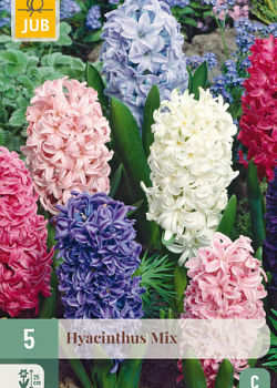 X   5 HYACINTHUS MIX 15/16