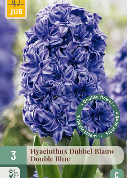 X   3 HYACINTHUS DUBBEL BLAUW 15/16