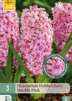X   3 HYACINTHUS DUBBEL ROZE 15/16
