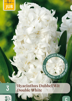 X   3 HYACINTHUS DUBBEL WIT 15/16
