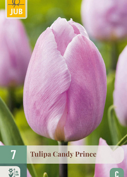 X   7 TULIPA CANDY PRINCE 11/12