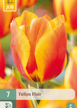 X   7 TULIPA FLAIR 11/12