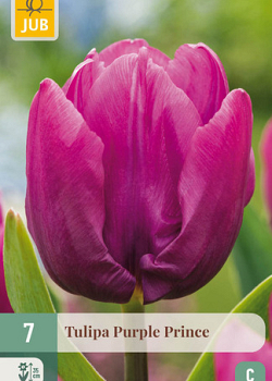 X   7 TULIPA PURPLE PRINCE 11/12