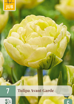 X   7 TULIPA AVANT GARDE 11/12