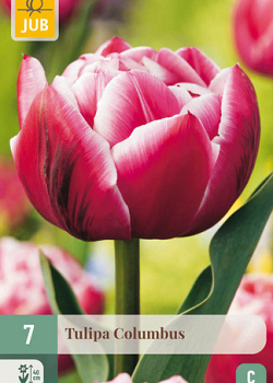 X   7 TULIPA COLUMBUS 11/12