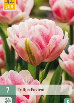 X   7 TULIPA FOXTROT 11/12