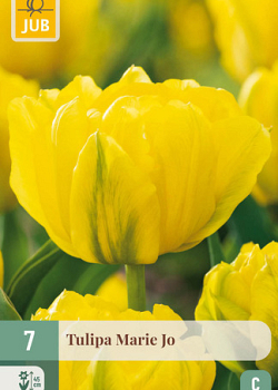 X   7 TULIPA MARIE JO  11/12