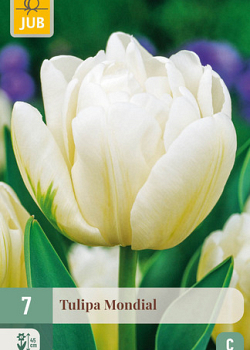 X   7 TULIPA MONDIAL 11/12