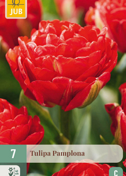 X   7 TULIPA PAMPLONA 11/12
