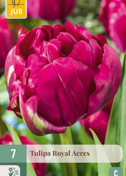 X   7 TULIPA ROYAL ACRES 11/12