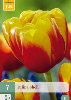 X   7 TULIPA SHELL 11/12
