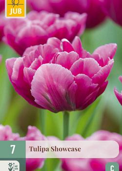 X   7 TULIPA SHOWCASE 11/12