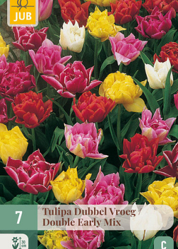 X   7 TULIPA DUBBEL VROEG MIX 11/12