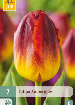 X   7 TULIPA AMBERGLOW 11/12