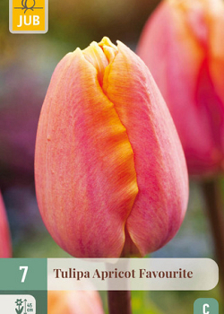 X   7 TULIPA APRICOT FAVOURITE 11/12