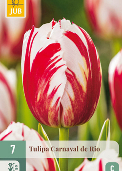 X   7 TULIPA CARNAVAL DE RIO 11/12