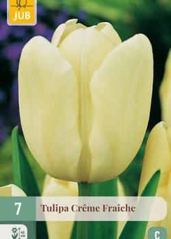 X   7 TULIPA CREME FRAICHE 11/12