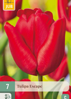 X   7 TULIPA ESCAPE 11/12