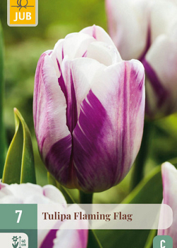 X   7 TULIPA FLAMING FLAG 11/12