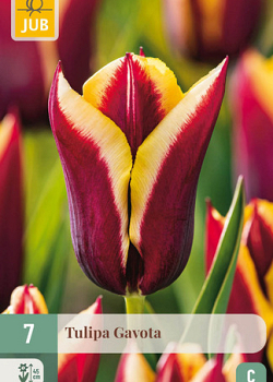 X   7 TULIPA GAVOTA 11/12