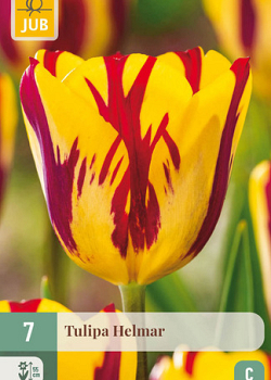 X   7 TULIPA HELMAR 11/12