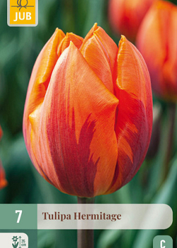 X   7 TULIPA HERMITAGE 10/11
