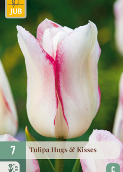 X   7 TULIPA HUGS & KISSES 11/12