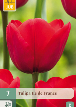 X   7 TULIPA ILE DE FRANCE 11/12