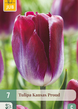 X   7 TULIPA KANSAS PROUD 11/12
