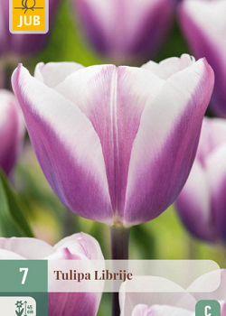 X   7 TULIPA LIBRIJE 11/12