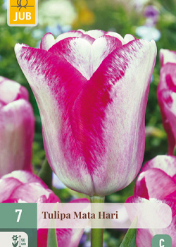 X   7 TULIPA MATA HARI 11/12