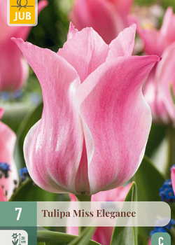 X   7 TULIPA MISS ELEGANCE 11/12
