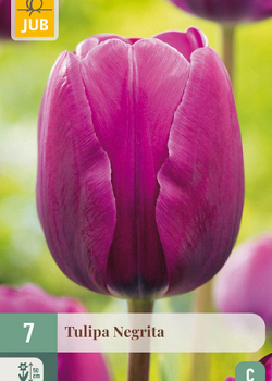 X   7 TULIPA NEGRITA 11/12