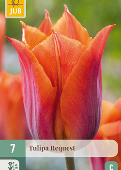 X   7 TULIPA REQUEST 11/12