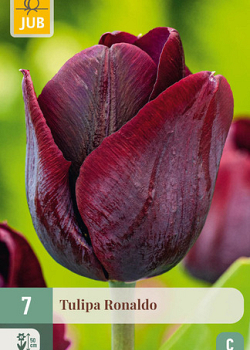 X   7 TULIPA RONALDO 11/12