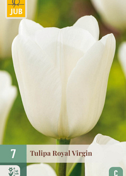 X   7 TULIPA ROYAL VIRGIN 11/12