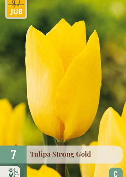 X   7 TULIPA STRONG GOLD 11/12