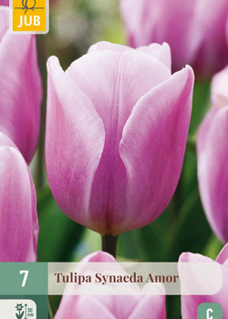 X   7 TULIPA SYNAEDA AMOR 11/12