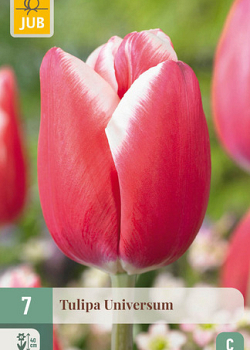 X   7 TULIPA UNIVERSUM 11/12