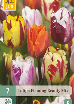 X   7 TULIPA FLAMING BEAUTY MIX 11/12
