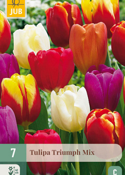 X   7 TULIPA TRIUMPH MIX 11/12