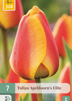 X   7 TULIPA APELDOORNS ELITE 11/12
