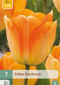 X   7 TULIPA DAYDREAM 11/12